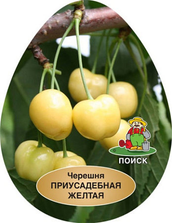 Черешня Приусадебная желтая