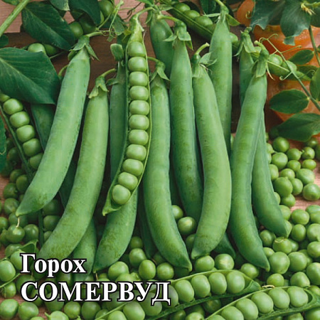 Семена гороха сахарный Сомервуд (Нидерланды) 