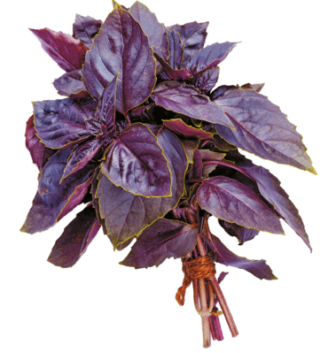 Семена базилика Фиолетовый 1кг (весовые) 
