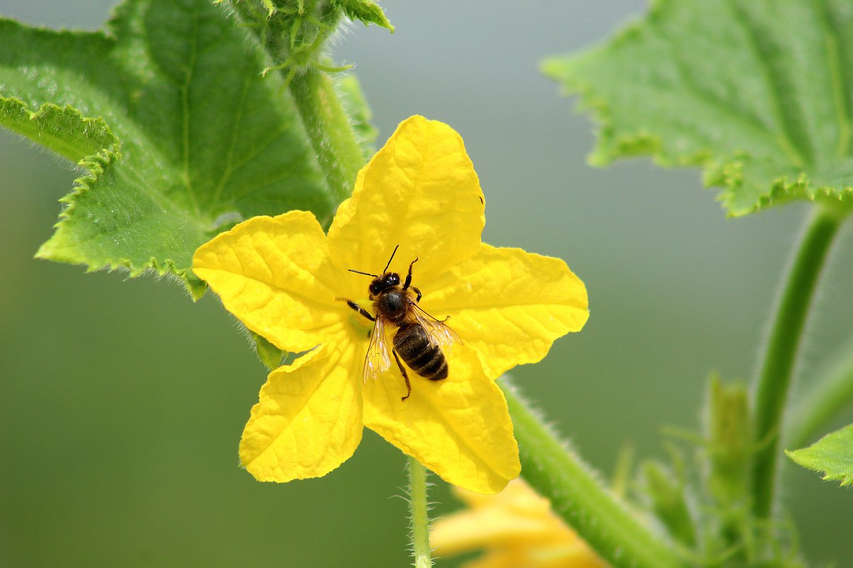 Чем отличаются пчелоопыляемые и партенокарпические огурцы?
