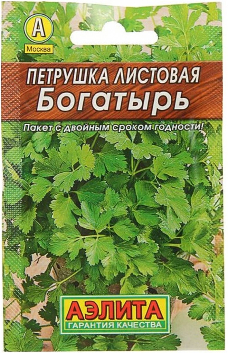 Выращивание петрушки на подоконнике: из семян, из корнеплодов