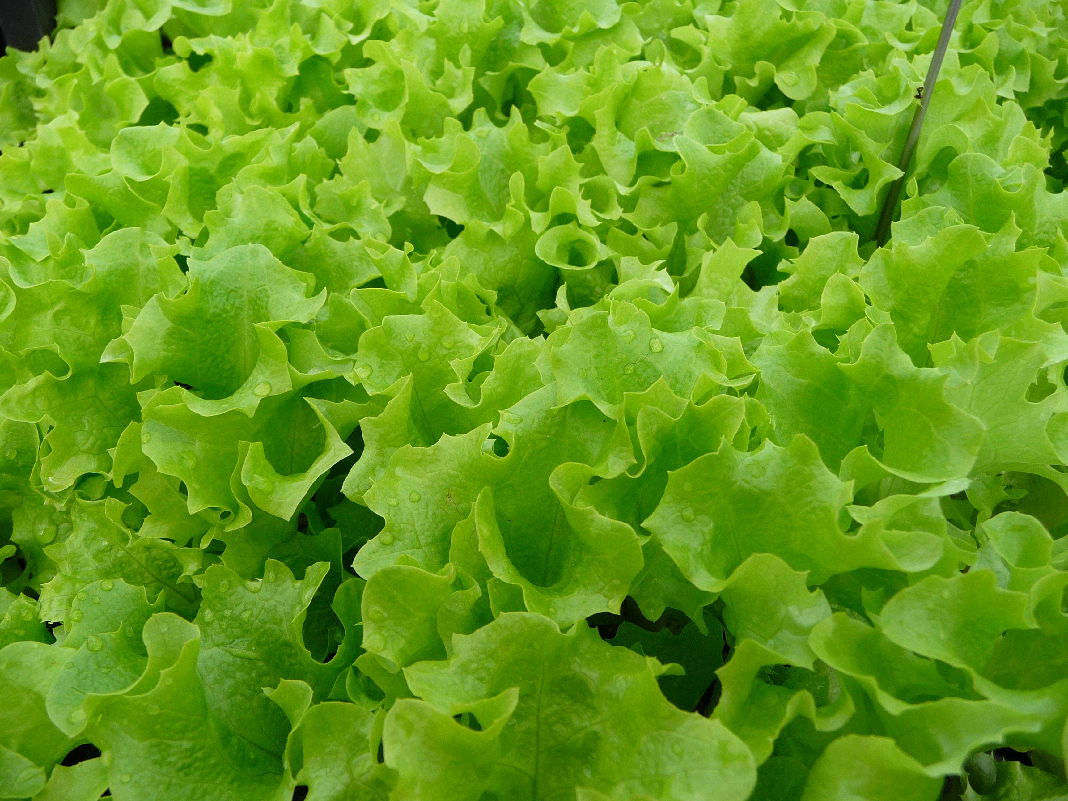 Какие  сорта салатов нужно выбирать для быстрого получения зелени ?