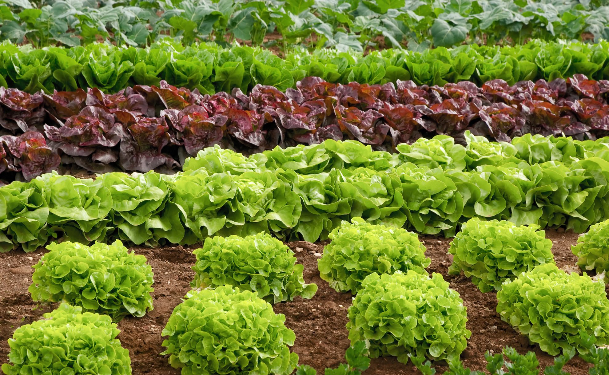 Как правильно сеять салат?