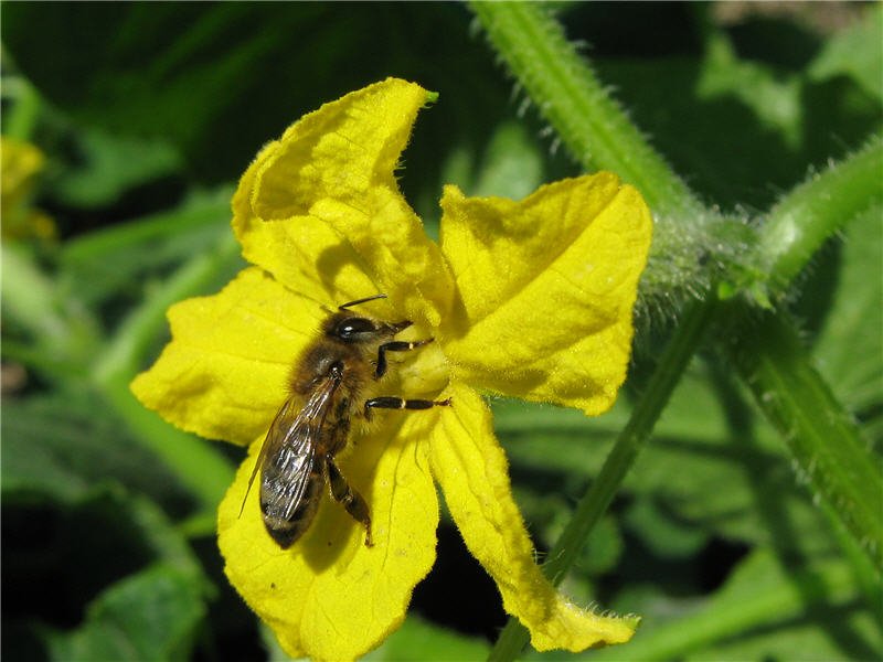 Есть ли особенности при выращивании пчелоопыляемых огурцов в теплице?