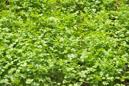 Выращивание кориандра: популярные сорта и уход