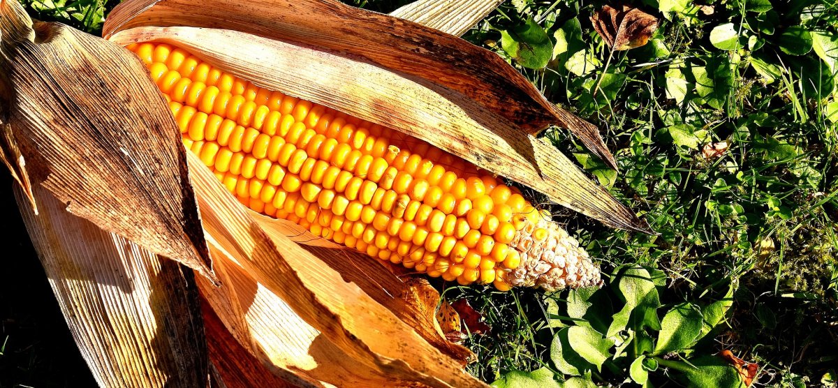 Выращивание кукурузы: популярные сорта и уход