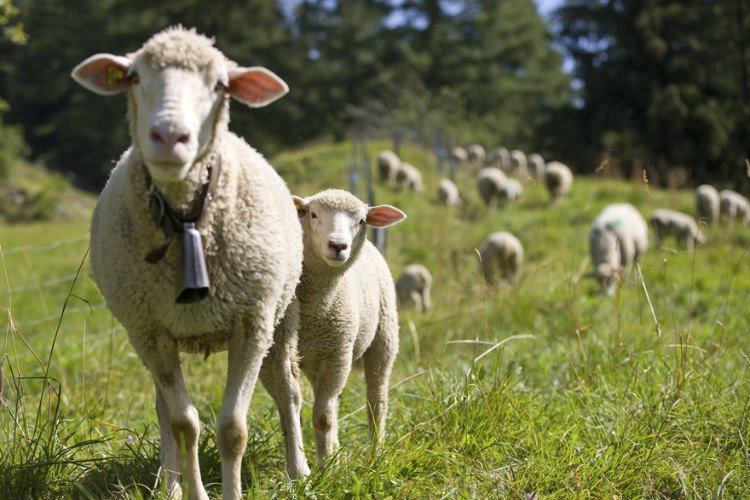 Продукция волгоградских овцеводов востребована на внешнем рынке