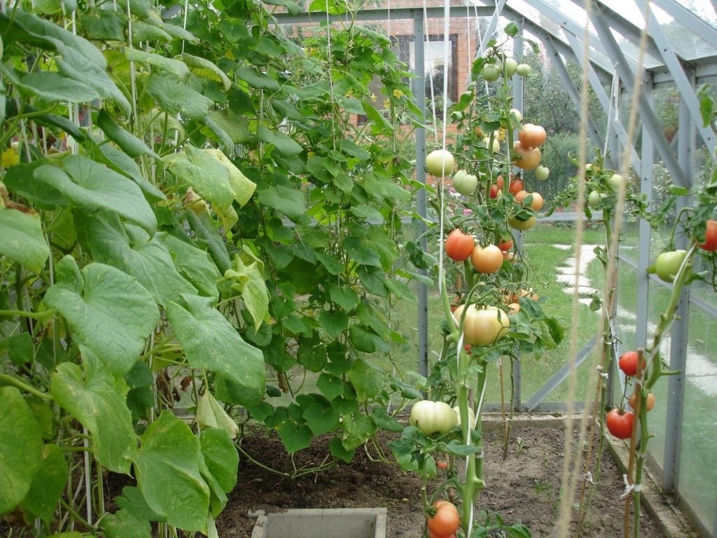 Можно ли выращивать в одной теплице огурцы и томаты?
