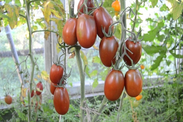 Эти томаты самые неприхотливые