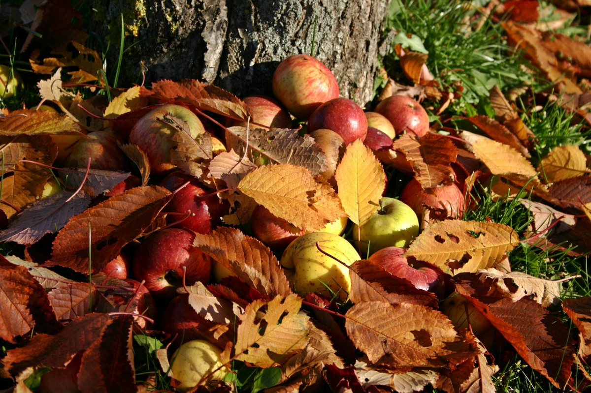 Осенняя обработка плодовых деревьев