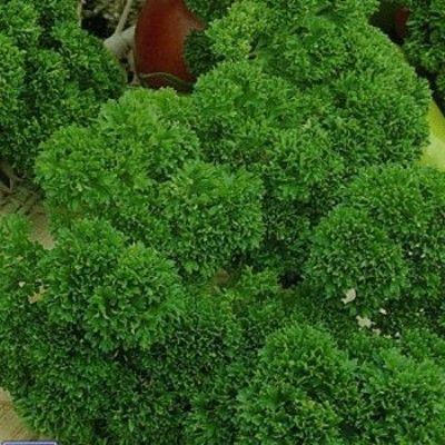 Семена петрушки Мооскраузе 2 кудрявая 2г белый пакет