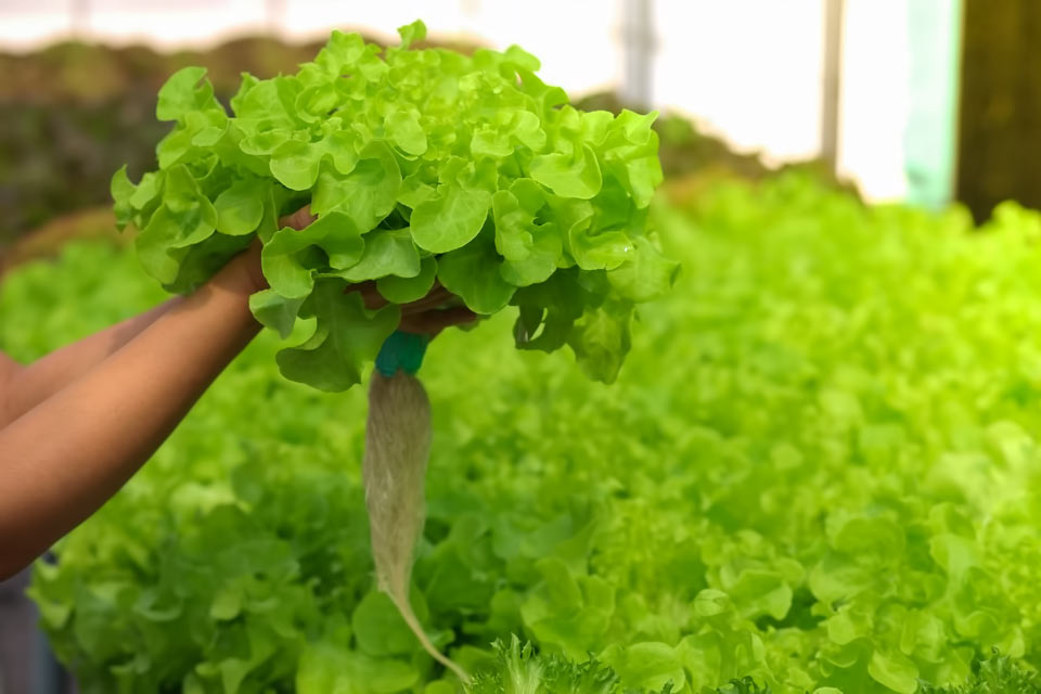 ПОЧЕМУ ДЖЕФФ БЕЗОС ИНВЕСТИРУЕТ МИЛЛИОНЫ В СТАРТАП ПО ВЫРАЩИВАНИЮ ОВОЩЕЙ В БАШНЯХ