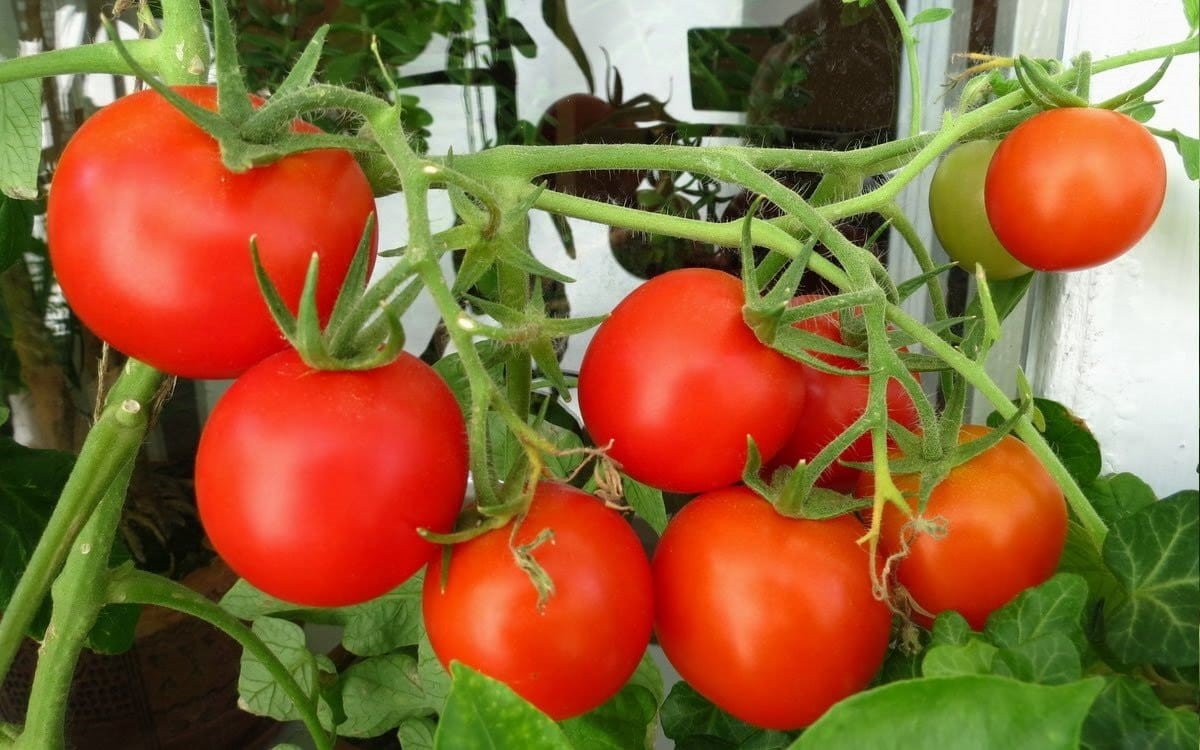 Какие томаты подходят для получения раннего дружного урожая?