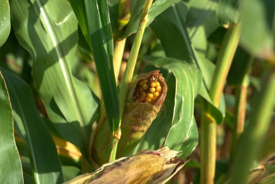 Выращивание кукурузы: популярные сорта и уход