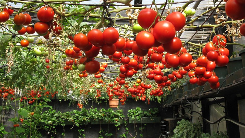 Какие томаты легче выращивать?