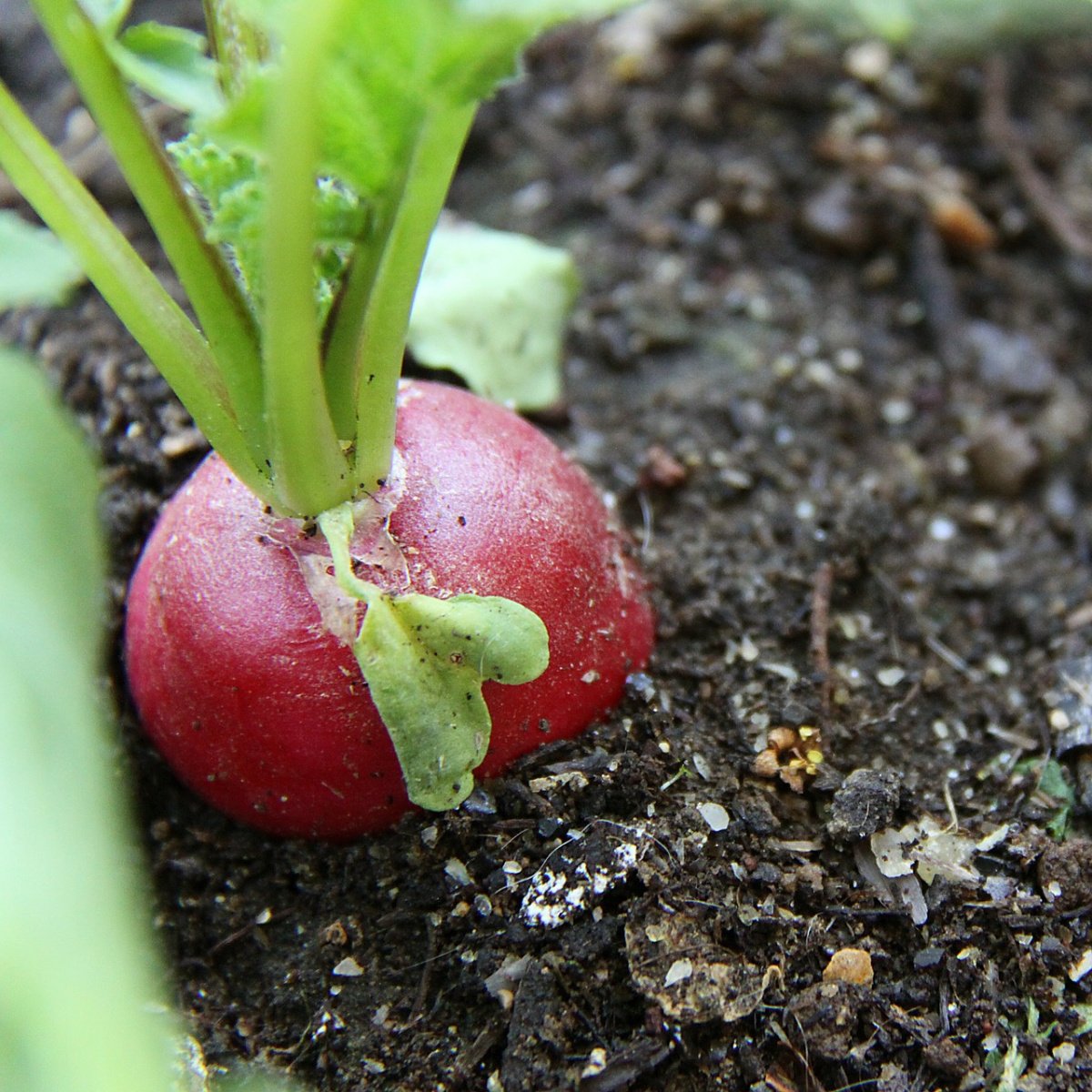 Выращивание редиса: особенности посадки и ухода