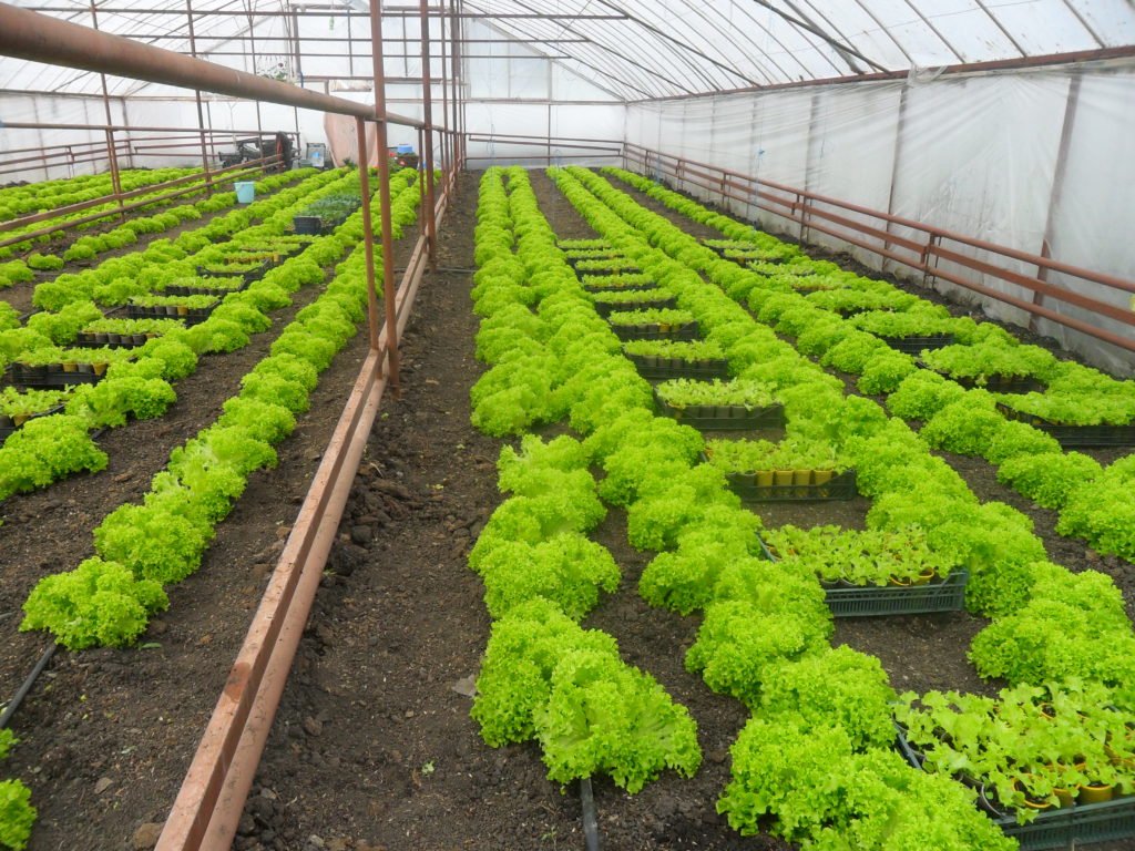 Можно ли выращивать салат в теплице?