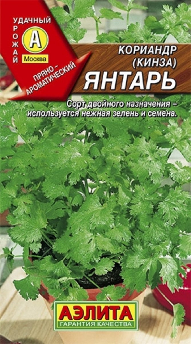 Выращивание кориандра: популярные сорта и уход | 