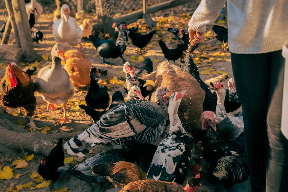 Язык животных