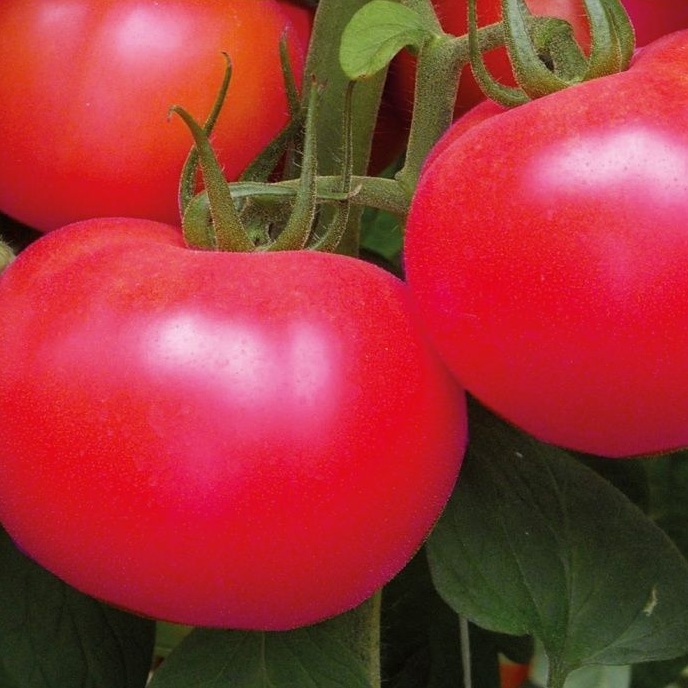 Профессиональные семена томатов.
