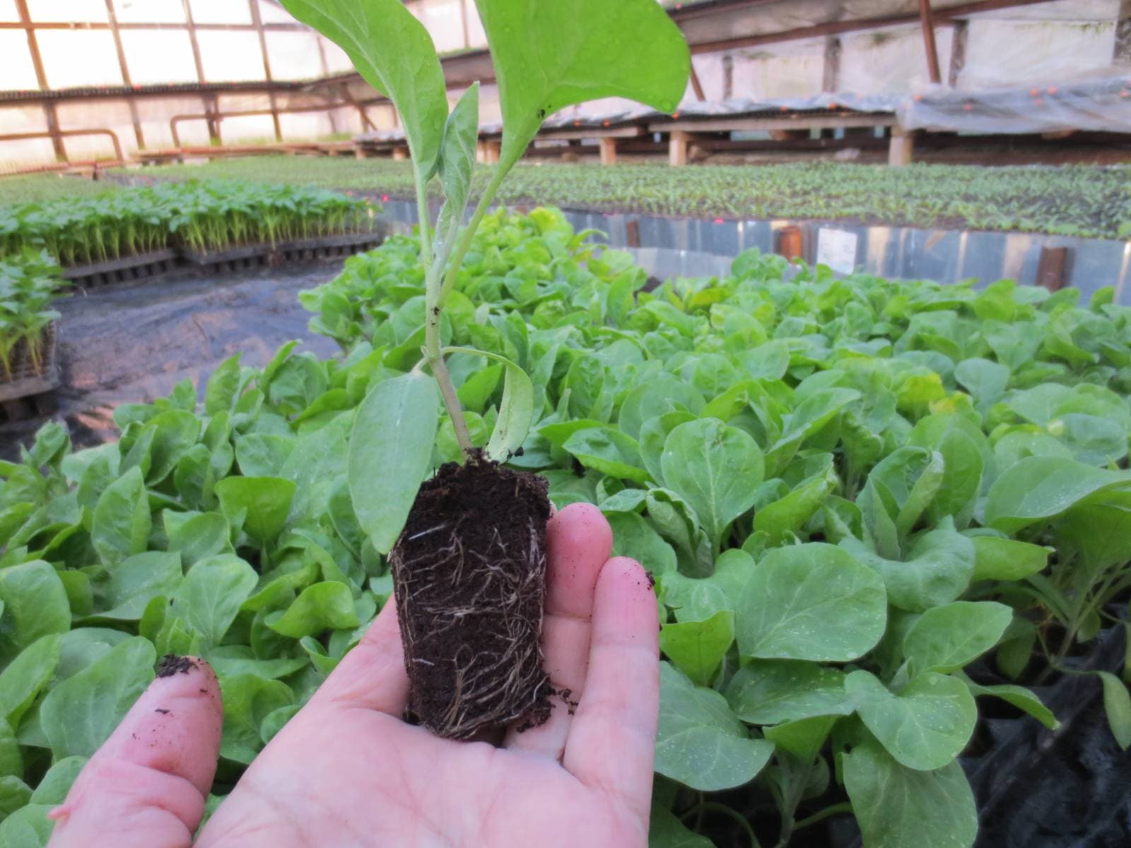 Как правильно выращивать рассаду баклажана?