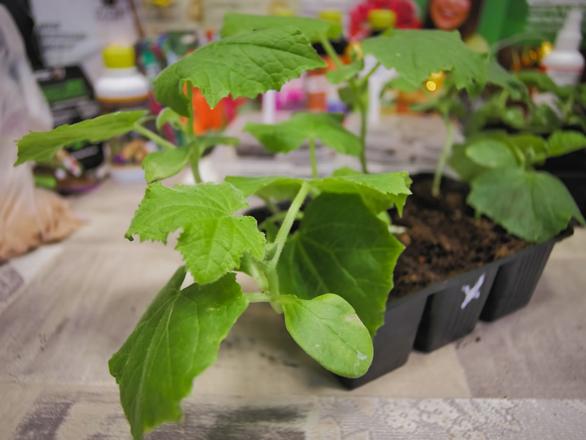 Когда нужно высевать семена под пленку?