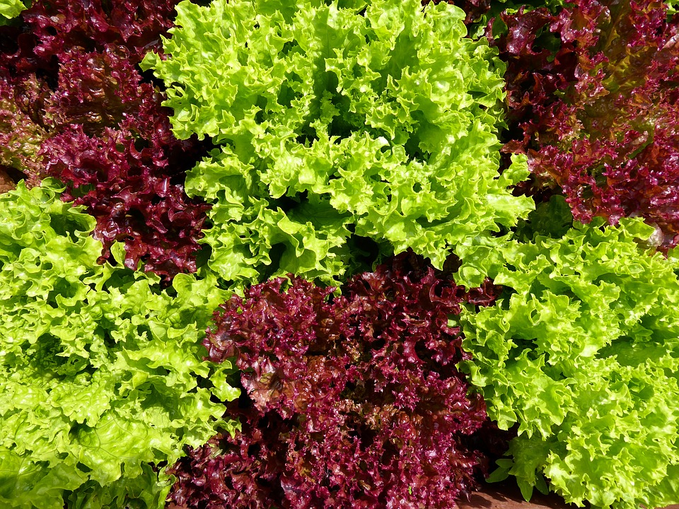 Хотелось бы посадить салат не только, как овощную культуру, но и как декоративную, на клумбе.  Какие сорта отличаются яркой окраской листа?