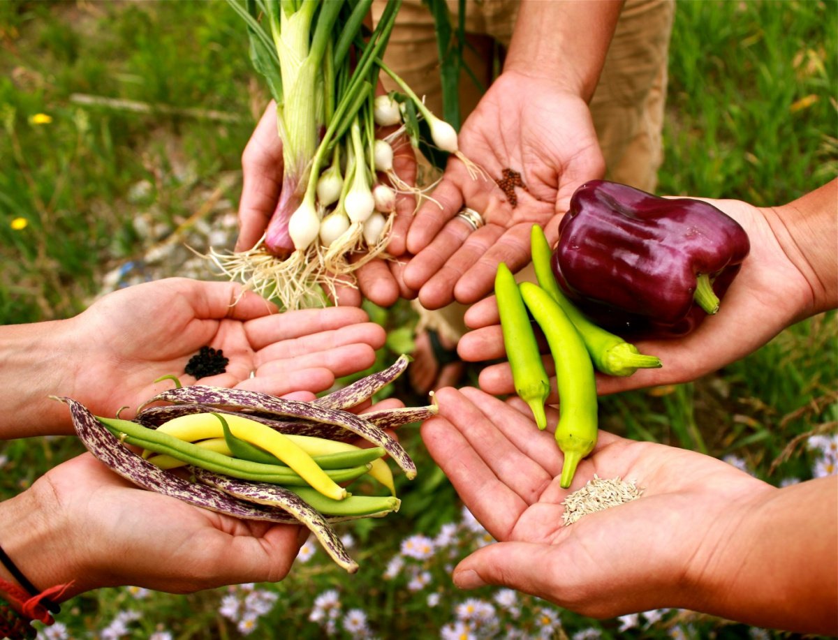 Всхожесть, срок хранения и количество семян в 1 г. Нормативы для овощных, зеленных и лекарственных культур.