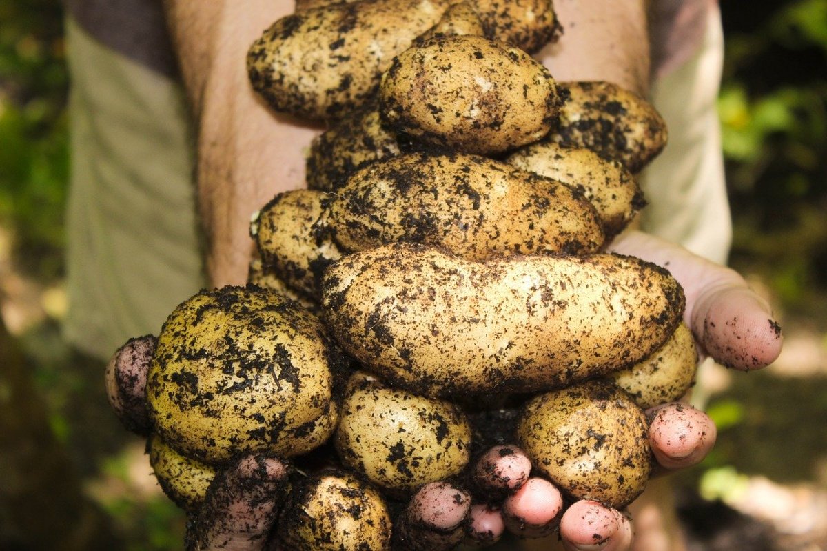 Выращивание картофеля: особенности посадки и уход