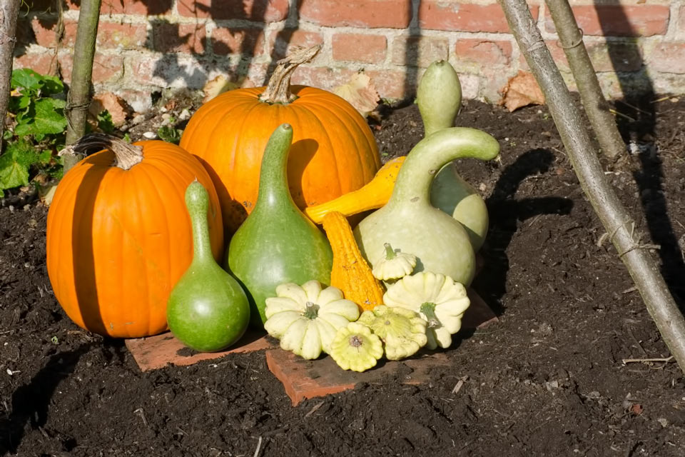 Декоративная тыква - выращивание из семян