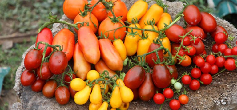 Лучшие, урожайные сорта томатов для нового сезона