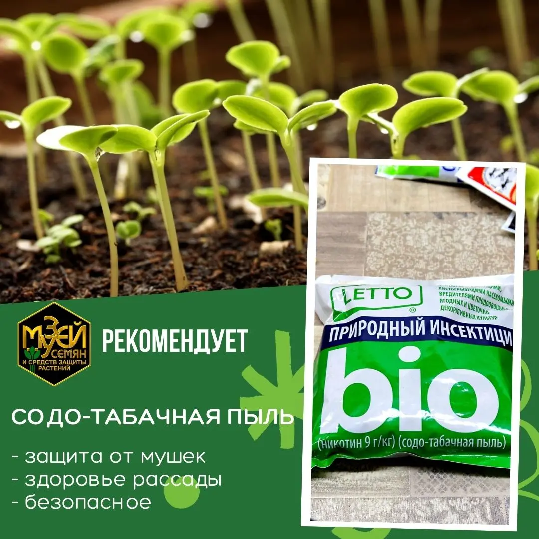Пару слов о защите рассады от вредителей Пару слов о защите рассады от вредителей