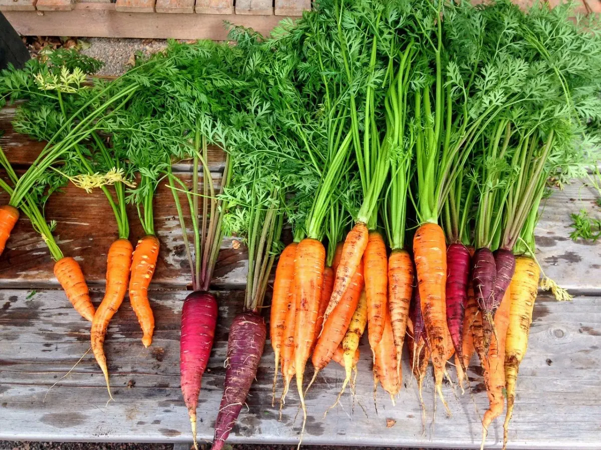 Болезни моркови: основные инфекции и вредители
