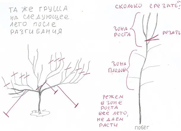 Как правильно формировать деревья и виноград? Как правильно формировать деревья и виноград?