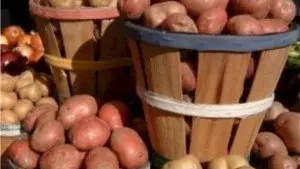 В Московской области ранний картофель и овощи дают хороший урожай В Московской области ранний картофель и овощи дают хороший урожай