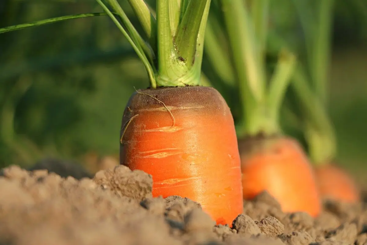 Выращивание моркови и особенности ухода за ней