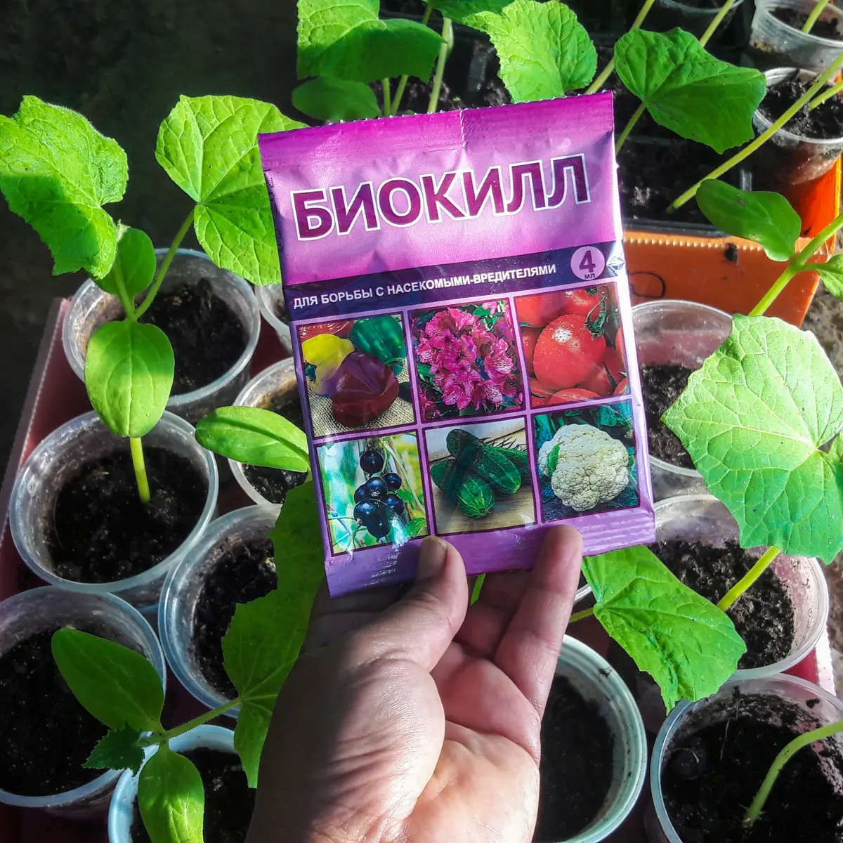 Совка на томатах или паутинный клещ на огурцах, плодожорка на яблоне Совка на томатах или паутинный клещ на огурцах, плодожорка на яблоне
