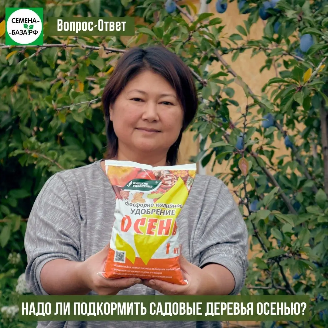 Надо ли удобрять деревья осенью? Надо ли удобрять деревья осенью?