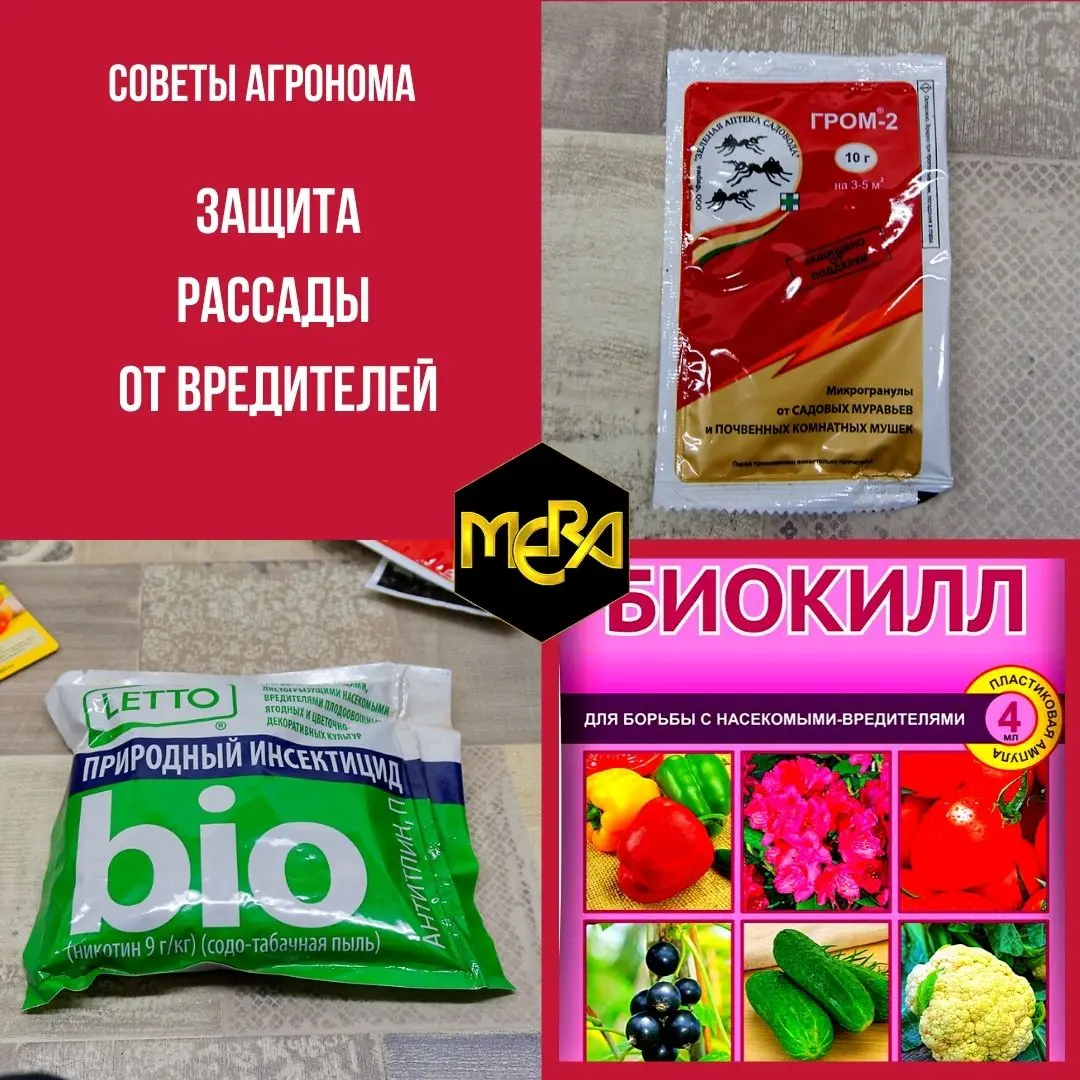 Защищаем рассаду от насекомых - вредителей. Защищаем рассаду от насекомых - вредителей.