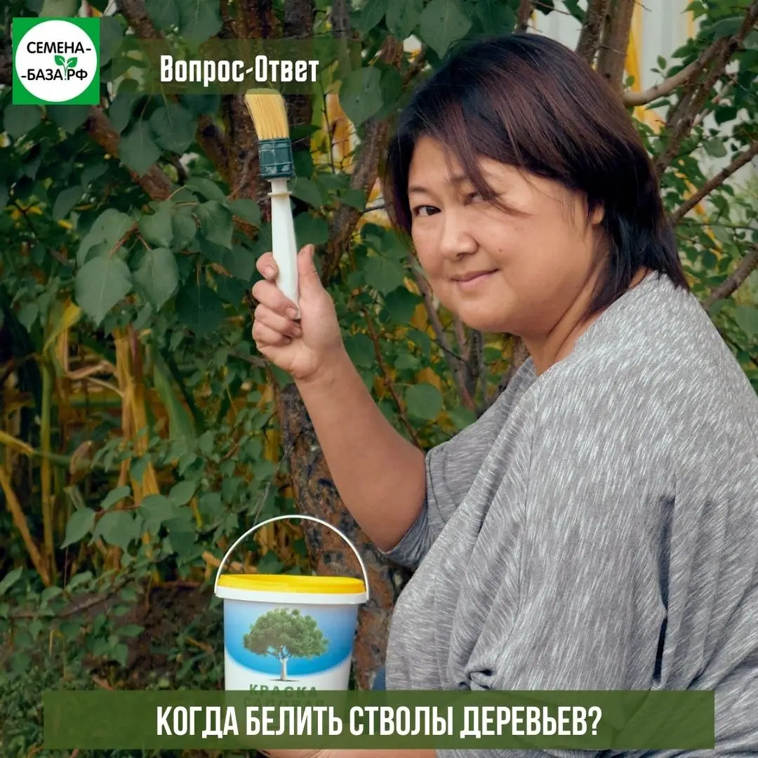 Когда нужно белить деревья Когда нужно белить деревья