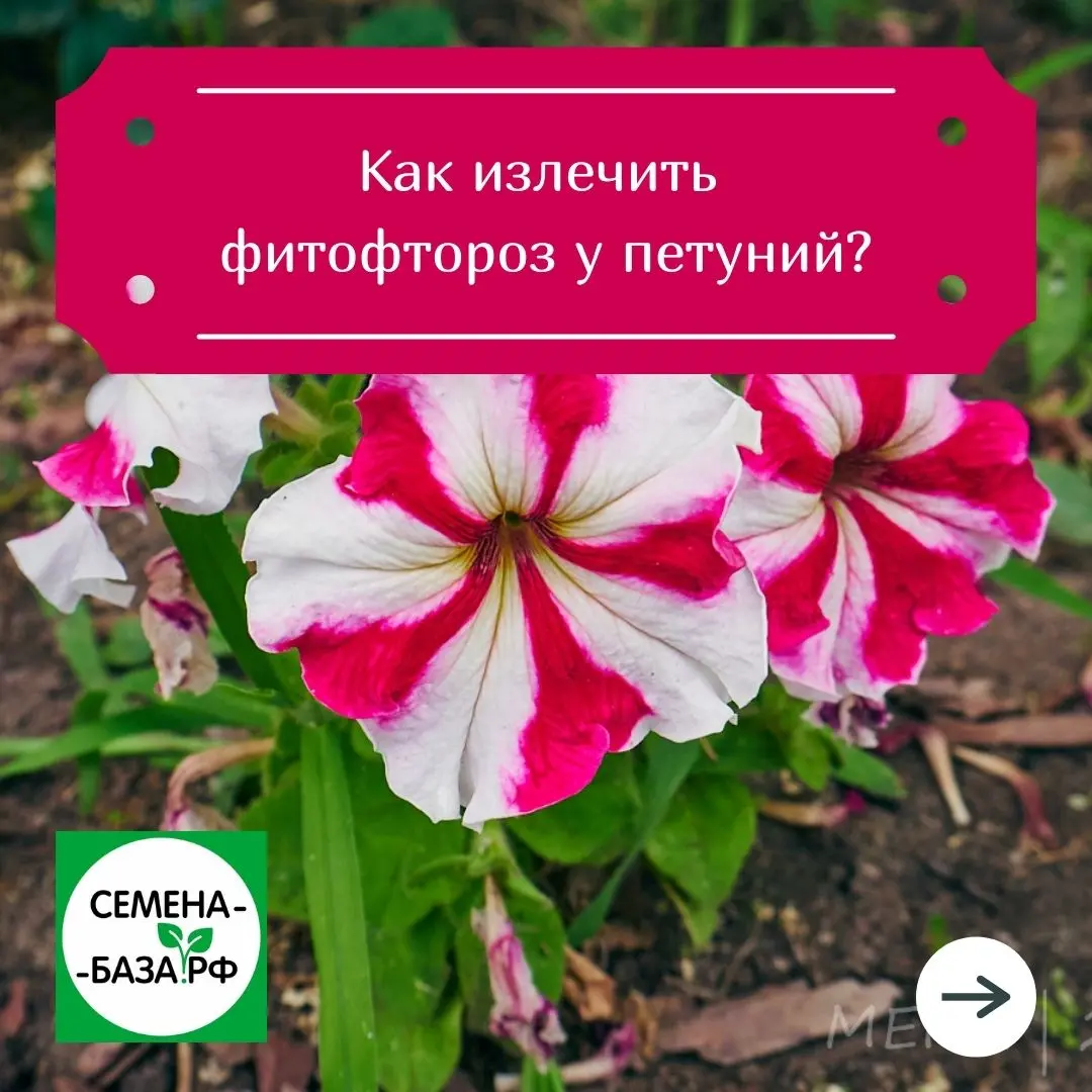Фитофтора у цветов Фитофтора у цветов