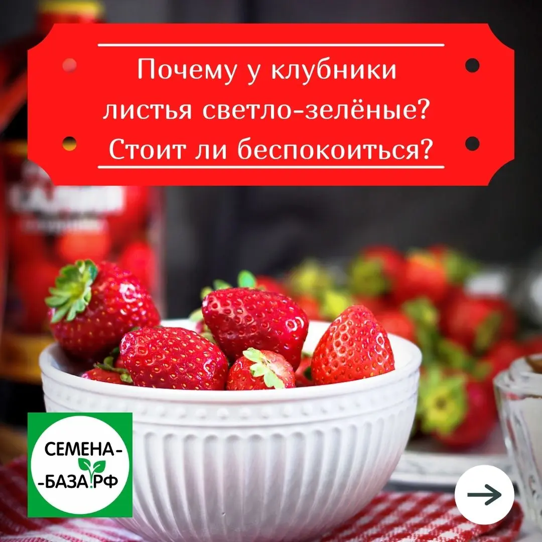 Почему у клубники листья становятся светло-зелеными. Почему у клубники листья становятся светло-зелеными.