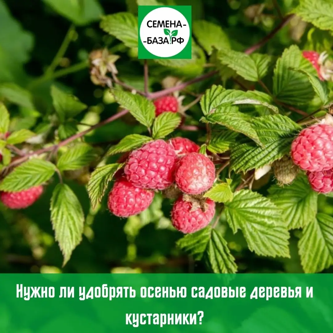 Нужно ли осенью удобрять садовые деревья и кустарники и чем? Нужно ли осенью удобрять садовые деревья и кустарники и чем?