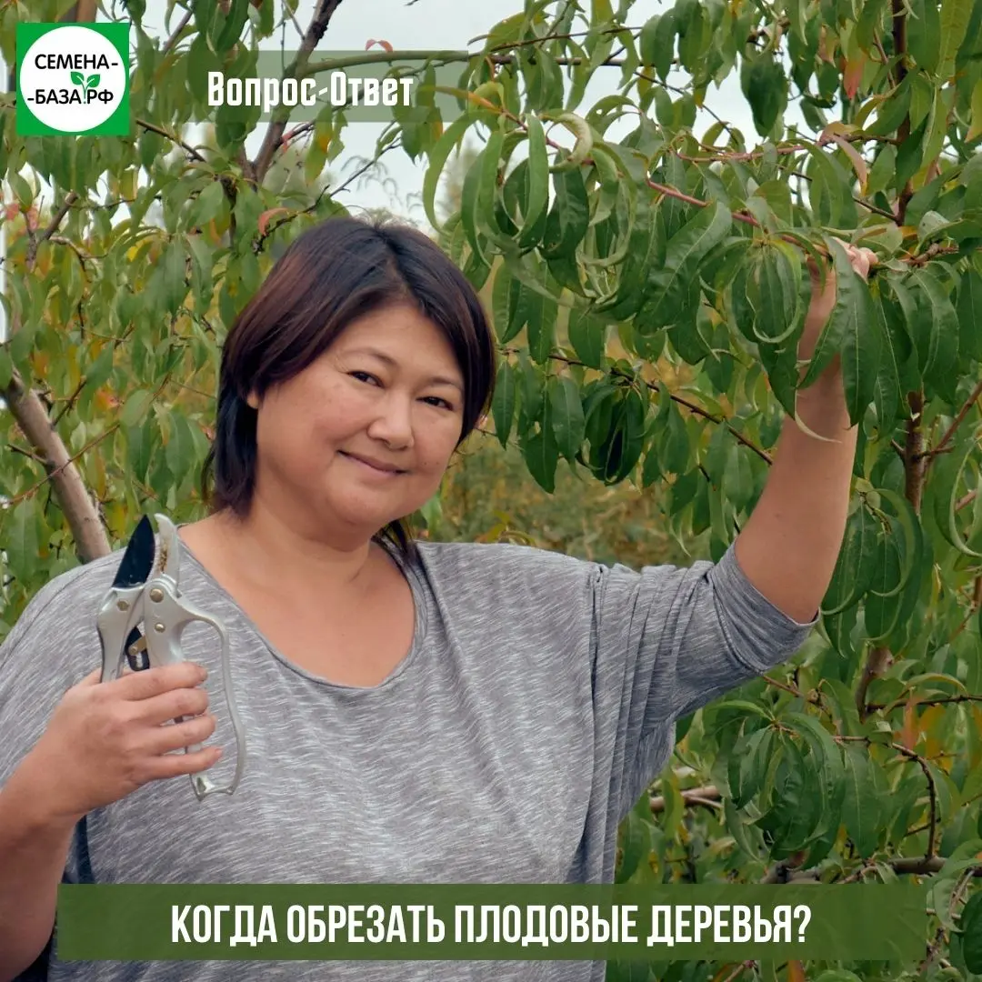 Когда проводить обрезку деревьев? Когда проводить обрезку деревьев?