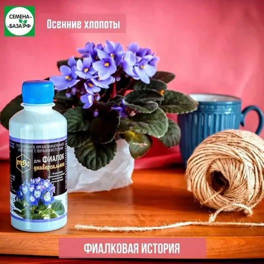 Выращивание фиалок - целая наука. Выращивание фиалок - целая наука.