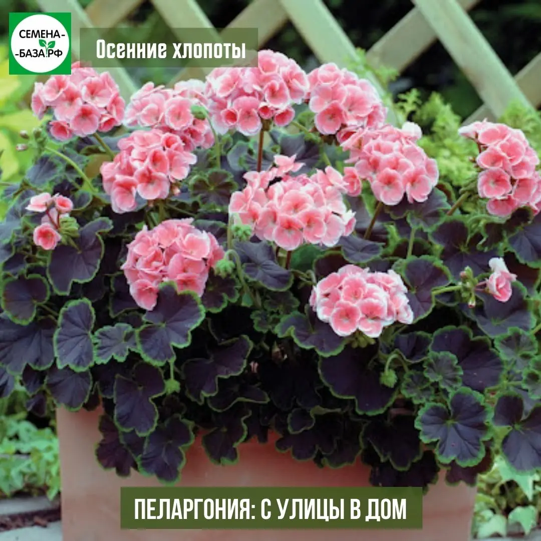 Можно ли удобрять пеларгонии осенью? Можно ли удобрять пеларгонии осенью?