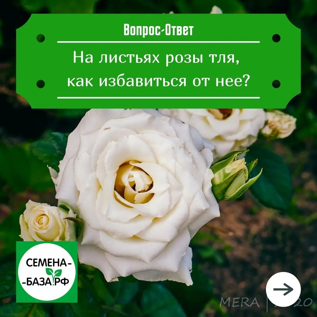 Избавляемся от тли на розах. Избавляемся от тли на розах.
