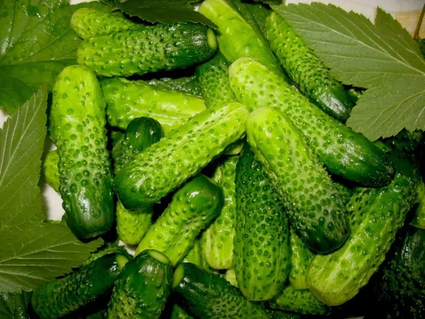 Какие огурцы лучше для засолки? Какие огурцы лучше для засолки?