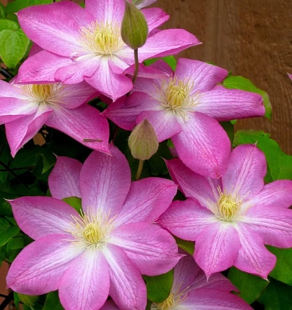 Луковицы клематиса крупноцветкового (капер) Асао (розовый)									