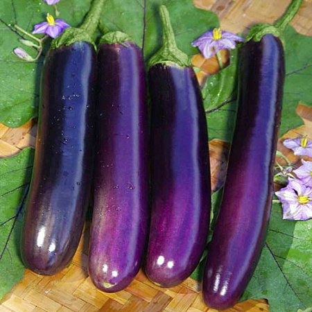 Семена баклажана Фиолетовый Длинный 